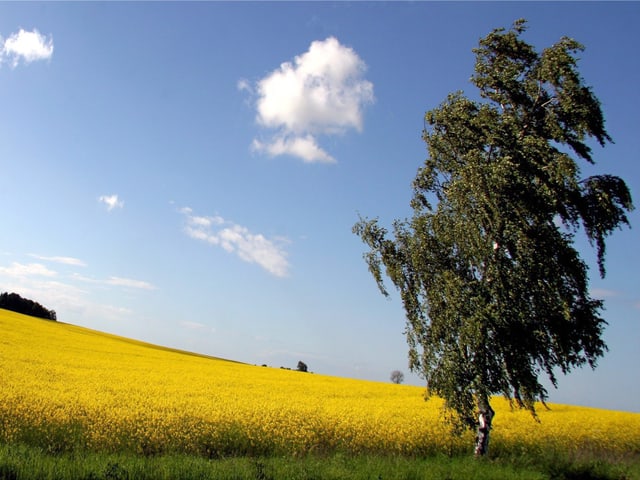 Gelbes Rapsfeld, blauer Himmel, einzelne kleine Wolken. Im Vordergrund grüne Birke. Gelbes Rapsfeld, blauer Himmel, einzelne kleine Wolken. Im Vordergrund grüne Birke.