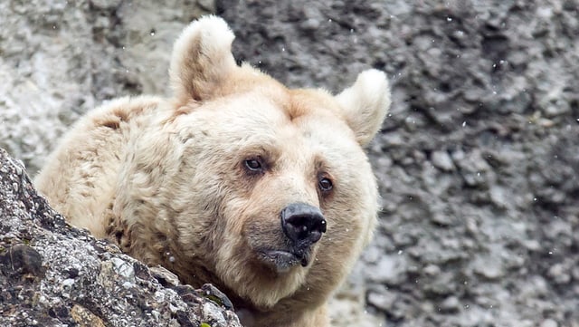 Braunbärin Fränzi lugt hinter einem Felsen hervor. Braunbärin Fränzi lugt hinter einem Felsen hervor.