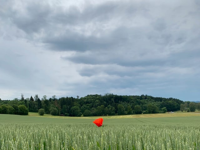 Weizenfeld mit einzelner Mohnblume und dunklen Wolken