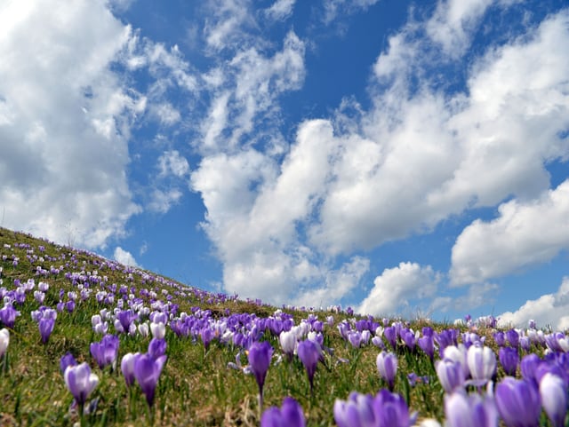 Krokkusse auf einer Wiese bei sonnigem Frühlingswetter Krokkusse auf einer Wiese bei sonnigem Frühlingswetter