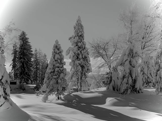 Ein tief verschneiter Wald.