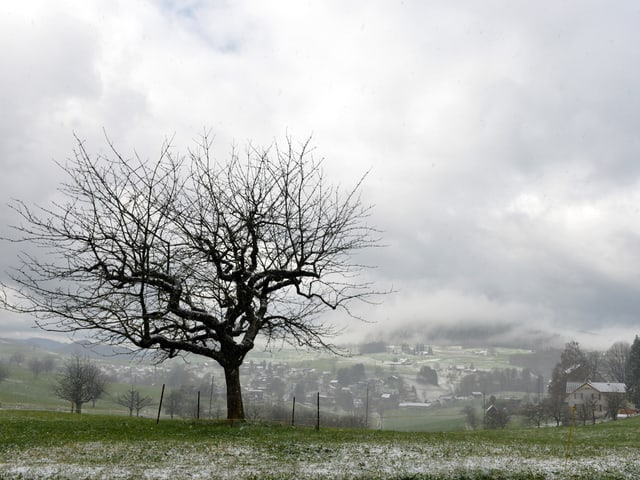 Grüne Wiese mit Schnee und Graupel, alles andere als frühlingshaft. Grauer Himmel. Grüne Wiese mit Schnee und Graupel, alles andere als frühlingshaft. Grauer Himmel.