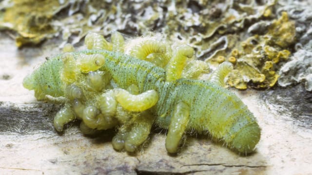 Kleine grüne Larven brechen aus einer toten grünen Raupe aus Kleine grüne Larven brechen aus einer toten grünen Raupe aus