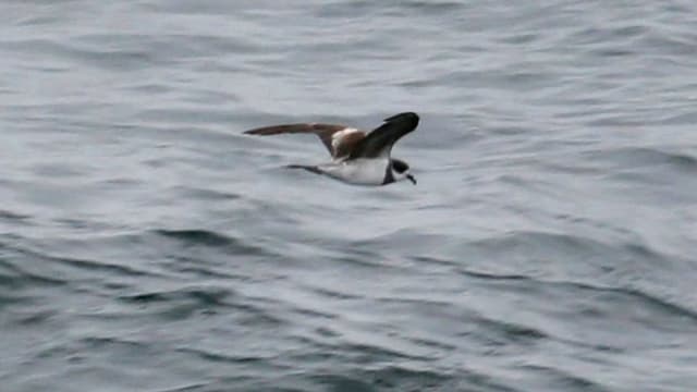 Ein Vogel mit weissem Körper und braunen Flügeln segelt über das Wasser, Ein Vogel mit weissem Körper und braunen Flügeln segelt über das Wasser,