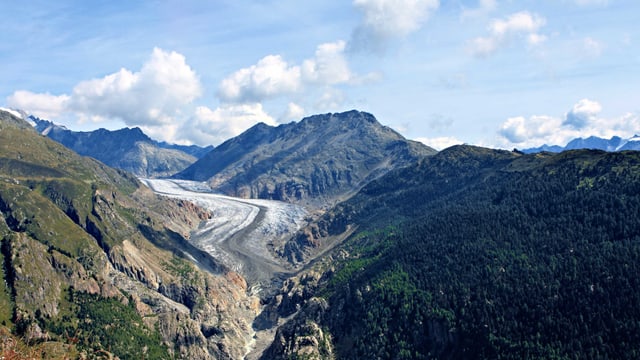 Der Aletschgletscher. Der Aletschgletscher.