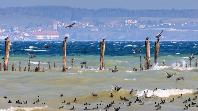 Die Bise peitscht das Wasser auf. Die Bise peitscht das Wasser auf.