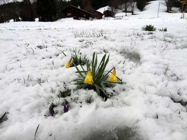 Osterglocke im Schnee Osterglocke im Schnee