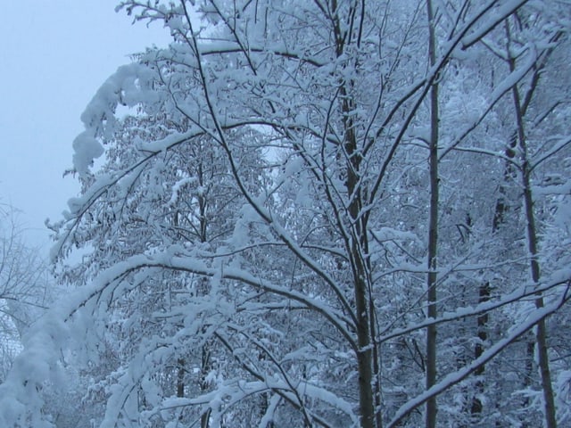 Bäume im Schnee.