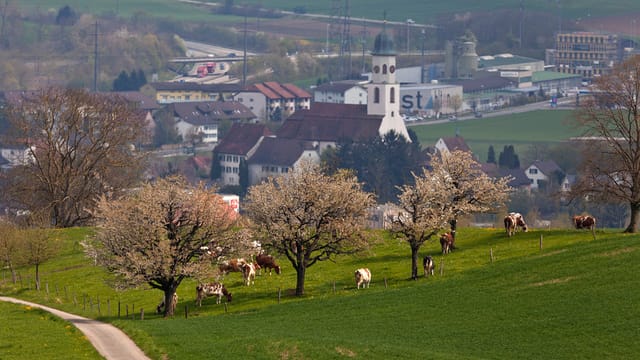 Blick auf Gemeinde Oberfrick mit Kirche, im Vordergrund grasende Kühe Blick auf Gemeinde Oberfrick mit Kirche, im Vordergrund grasende Kühe