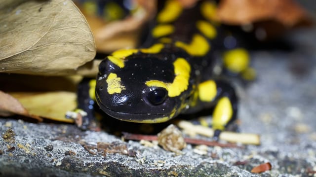 Feuersalamander. Schwarzes Tier mit gelben Flecken. Feuersalamander. Schwarzes Tier mit gelben Flecken.