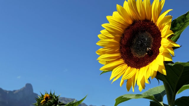Sonnenblume. Sonnenblume.