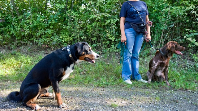 Frau mit zwei Hunden auf einem Weg Frau mit zwei Hunden auf einem Weg