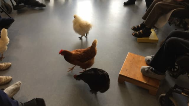 3 Hühner in einem Kreis 3 Hühner in einem Kreis