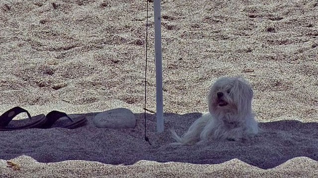 Ein Hund an einem Strand unter einem Sonnenschirm