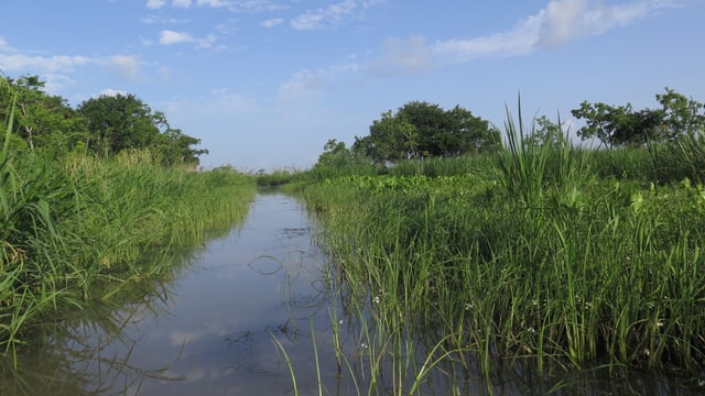 In den Bayous von Süd-Louisiana. In den Bayous von Süd-Louisiana.