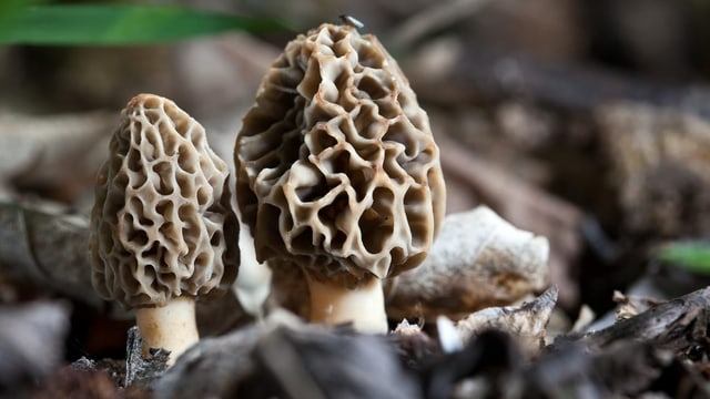 Zwei braune Pilze im Boden. Zwei braune Pilze im Boden.