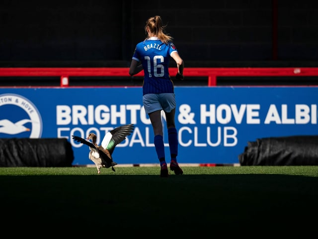 Im Spiel der FAWSL zwischen Brighton und Manchester United stürmte eine Gans aufs Spielfeld. Ellie Brazil, Stürmerin der «Seagulls» (übersetzt: Möwen), nahm sich ihr an.