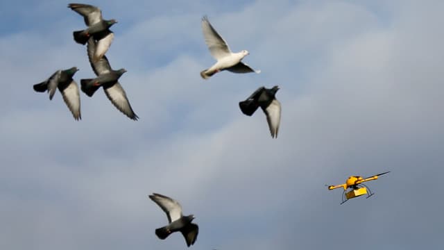 «Paketkopter» der Deutschen Post DHL in der Luft, sechs Tauben fliegen in der Nähe der Drohne. «Paketkopter» der Deutschen Post DHL in der Luft, sechs Tauben fliegen in der Nähe der Drohne.