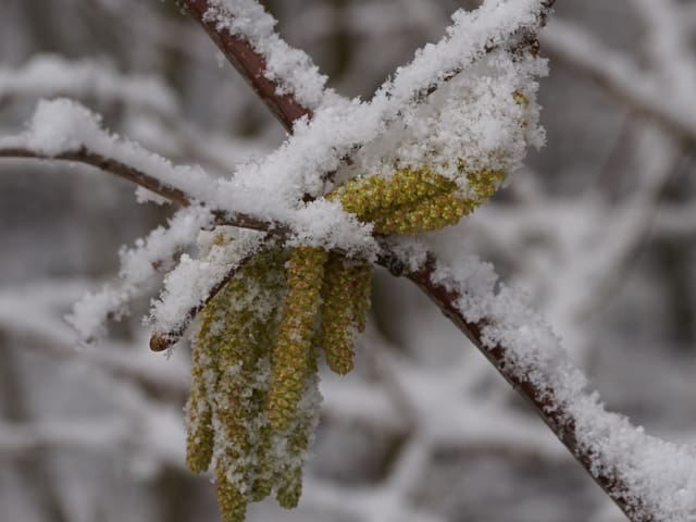 Ast mit Schnee. Kätzchen mit Pollen in gelb hängt daran. Ast mit Schnee. Kätzchen mit Pollen in gelb hängt daran.