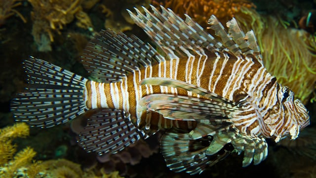 Rotfeuerfisch im Basler Zoo Rotfeuerfisch im Basler Zoo
