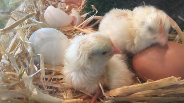 frisch geschlüpfte küken frisch geschlüpfte küken
