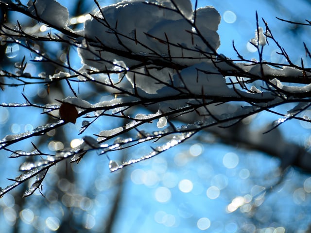 Verschneiter Ast.