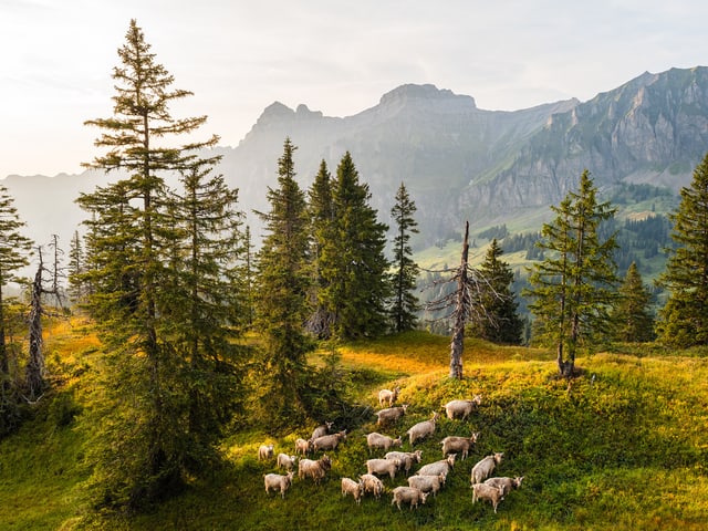 Bäume, daneben eine Almwiese, darauf viele Ziegen, Sonnenstrahlen streifen die Landschaft. Bäume, daneben eine Almwiese, darauf viele Ziegen, Sonnenstrahlen streifen die Landschaft.
