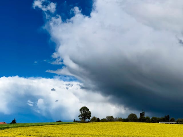 Rapsfeld mit dunklen Wolken im Hintergrund.