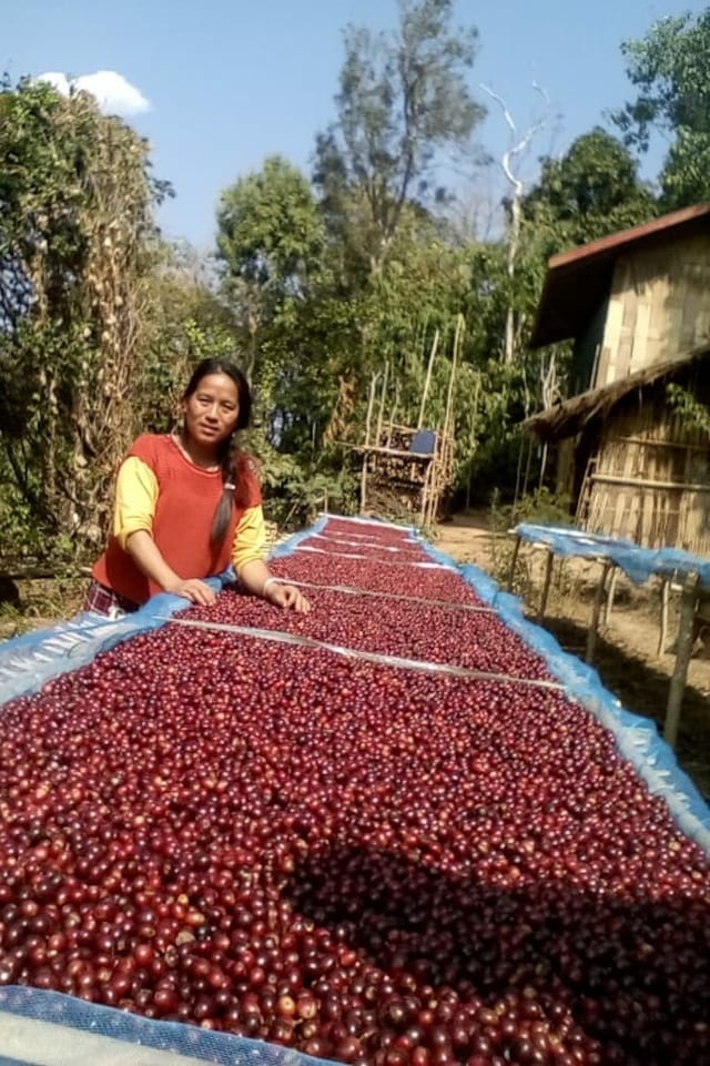 frau mit kaffeekirschen frau mit kaffeekirschen