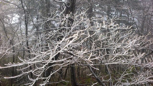 Ein Baum im Reif. Ein Baum im Reif.