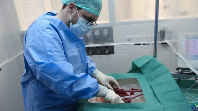 Ein Chirurg schliesst die Spenderleber an die Perfusionsmaschine an. Ein Chirurg schliesst die Spenderleber an die Perfusionsmaschine an.