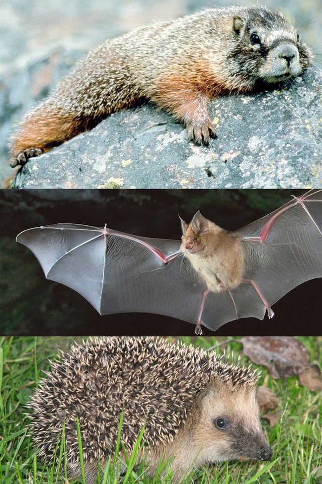 animals che fan in sien d'enviern animals che fan in sien d'enviern