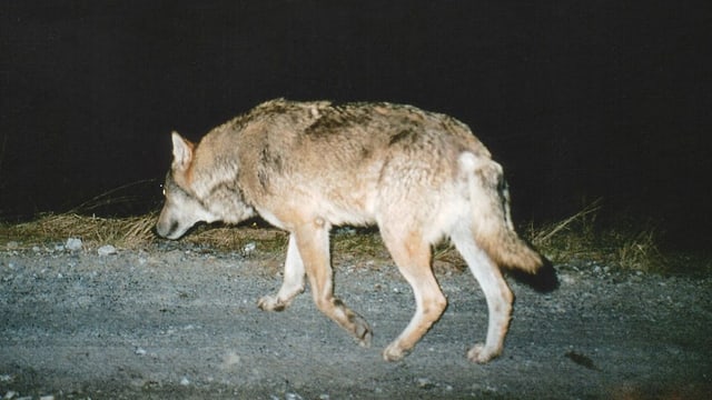 Wolf läuft über die Strasse Wolf läuft über die Strasse