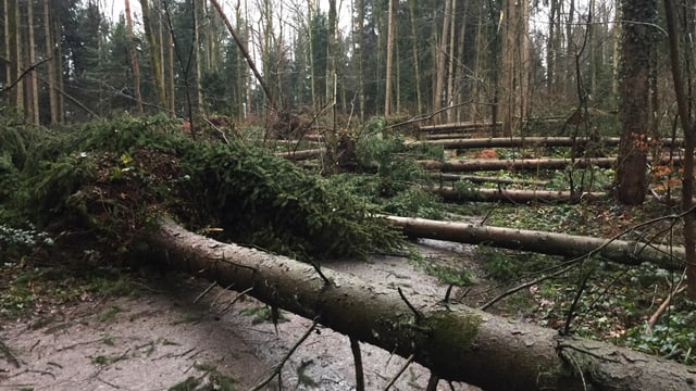 Zahlreiche umgestürzte Bäume versperren einen Waldweg. Zahlreiche umgestürzte Bäume versperren einen Waldweg.