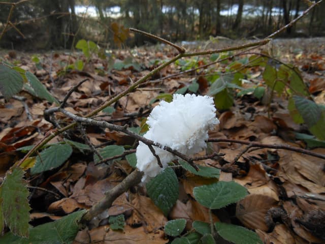 Waldboden mit vielen Ästen und Laub, in der Mitte Haareisknäuel Waldboden mit vielen Ästen und Laub, in der Mitte Haareisknäuel