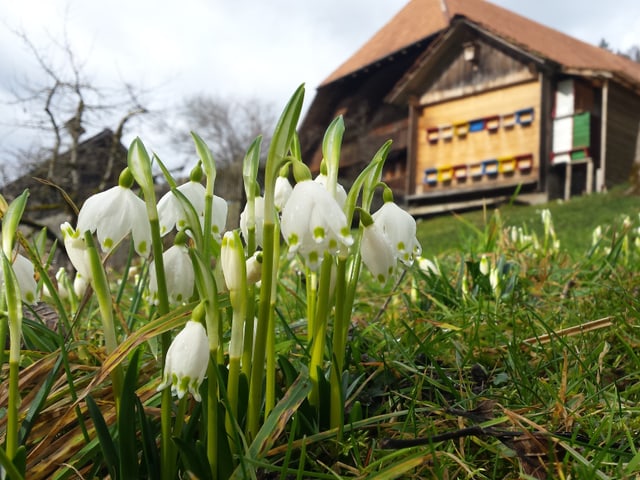 Blumen und ein Haus im Hintergrund.