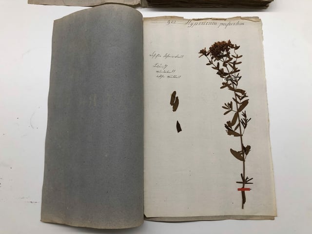 Fotografia d'ina pagina dal erbari da Luzius Pol. Fotografia d'ina pagina dal erbari da Luzius Pol.