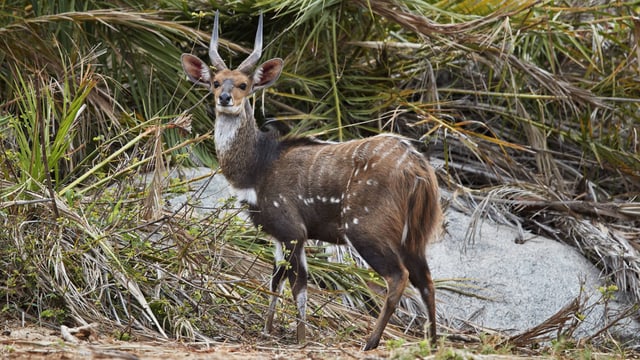Eine Antilope mit weissen Flecken steht vor einem Gebüsch Eine Antilope mit weissen Flecken steht vor einem Gebüsch