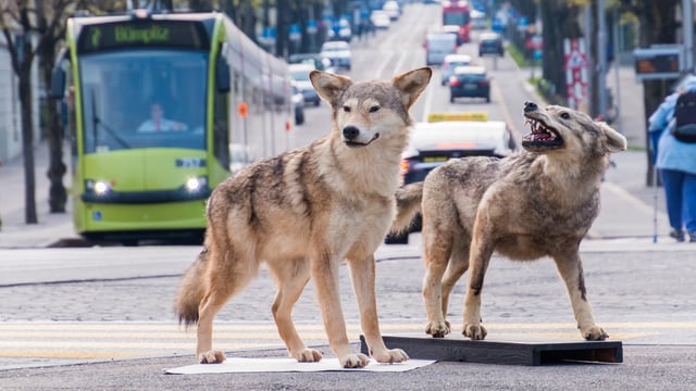 Präparate des «guten» und des «bösen» Wolfs. Präparate des «guten» und des «bösen» Wolfs.