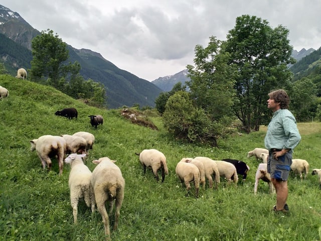 Ritler mit seinen Schafen im Lötschental. Ritler mit seinen Schafen im Lötschental.