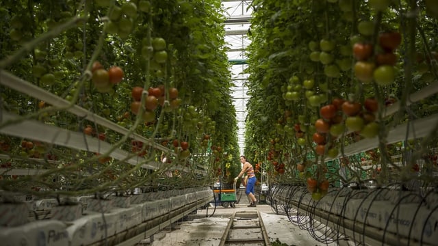 Eine Frau in einem Gewächshaus mit Tomaten. Eine Frau in einem Gewächshaus mit Tomaten.