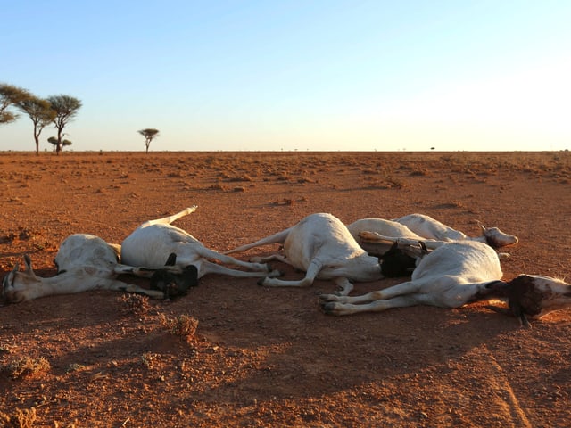 Tiere verenden in der Steppe Tiere verenden in der Steppe