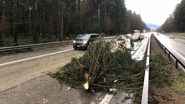 Baum auf der Autobahn Baum auf der Autobahn