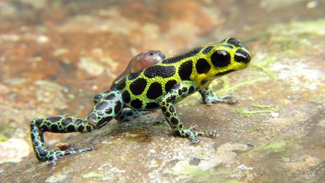 Pfeilgiftfrosch in Peru Pfeilgiftfrosch in Peru