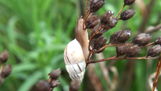 zebraschnecke zebraschnecke