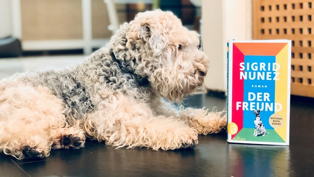 Ein Lakeland Terrier hält Blickkontakt mit der Dogge auf dem Buchcover von Sigrid Nunez Roman «Der Hund» Ein Lakeland Terrier hält Blickkontakt mit der Dogge auf dem Buchcover von Sigrid Nunez Roman «Der Hund»