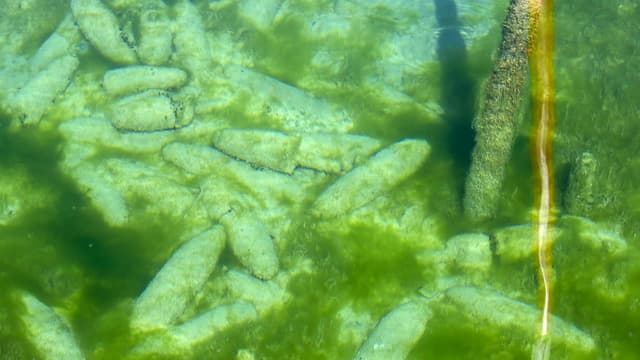 Munition auf dem Seeboden. Munition auf dem Seeboden.