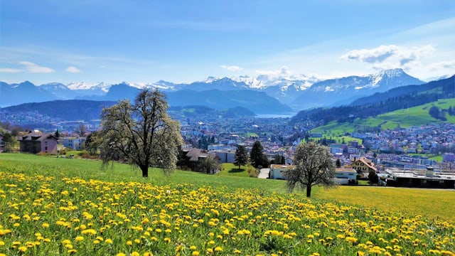 Wiese mit Löwenzahn, dahinter die Berge der Zentralschweiz. Wiese mit Löwenzahn, dahinter die Berge der Zentralschweiz.