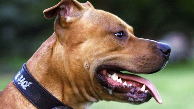 American Staffordshire Terrier American Staffordshire Terrier