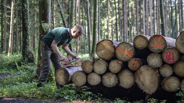 In einem Wald im Luzerner Seetal untersucht ein Förster die Rinde des Schlagholzes. In einem Wald im Luzerner Seetal untersucht ein Förster die Rinde des Schlagholzes.